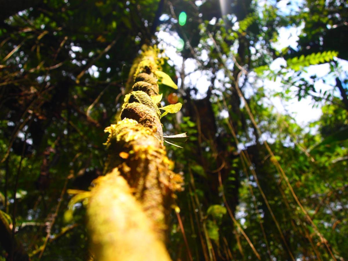 Casa En Santuario Natural En La Amazonia Villa Veracruz  Luaran gambar